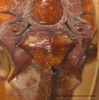 CollectionObject 1588362; 12c35c64-32b4-40eb-b2dd-84ad0c904409: female, subgenital plate, scale bar 10 mm. (CollectionObject).