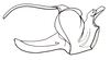 Shelfordites aberrans Karny, 1910: Fig. 64.3 (after Brown 1967). phallic complex, lateral view. (Otu).