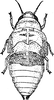 Nymph on Clastoptera proteus Fitch, 1851: (Observation).