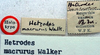 Hetrodes pupus pupus (Linnaeus, 1758): labels (holotype of Hetrodes macrurus). (Otu).