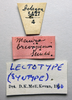CollectionObject 1506174; 674705d1-f430-487c-b07f-a264eebbf68d: female, labels (lectotype of Maura brevipennis). (CollectionObject).