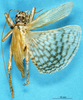 CollectionObject 1578135; d84b4097-3d20-4ef7-aa66-8a0bb64fa51f: male, dorsal view. (CollectionObject).