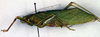 CollectionObject 1500559; d7f362d1-7eb5-4cb8-bbca-6e7b8427b0ec, DORSA BTgrasatS01: male, lateral view (syntype). (CollectionObject).