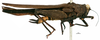 CollectionObject 1506787; 0bc8bf28-bdd8-44a9-9177-8f9481aa5ac9: female, lateral view (holotype). (CollectionObject).