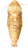 Habitus, dorsal view: !! display not done !! on Cortona minuta Oman, 1938: Habitus, female, dorsal view. (Observation).