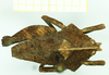CollectionObject 1532579; 996c6bc6-eb15-4442-a855-386fc761073a: male, dorsal view (syntype). (CollectionObject).