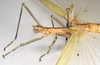 CollectionObject 1562259; 254d0a21-a3c9-48b5-b63c-04fff24f039f: copyright Natural History Museum, London. female: head and thorax, lateral view of Phasma tithonus (synytpe). (CollectionObject).
