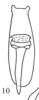 Anal tube processes on Cordela rubra Gnezdilov, 2019: (Observation).