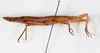 CollectionObject 1562356; 4b82c816-3f05-469d-8cb1-aafbbc1e4fde: copyright MHNG, Geneva. female, lateral view (paralectotype). (CollectionObject).;CollectionObject 1562357; bac9dc62-8e3d-4a20-bba3-d273f37420b0: copyright MHNG, Geneva. female, lateral view (paralectotype). (CollectionObject).