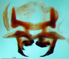 CollectionObject 1501007; 9b2f206d-dd5d-45d5-8427-80ef57df5124: phallus, dorsal view (lectotype). (CollectionObject).