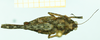 CollectionObject 1584434; 56bf3eb4-23f9-43d9-b7ce-4ed225ea39aa: female, dorsal view. (CollectionObject).