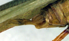 CollectionObject 1500441; cd479579-53af-46a4-b2bb-41f2d7035c70: cerci (syntype of Mataeus longipennis). (CollectionObject).