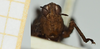 CollectionObject 1584085; 82779a2c-d8dd-4336-8150-69553293401c, NHMUK010924482: male, frontal view (syntype). (CollectionObject).