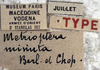 CollectionObject 1539767; cf7865f3-895f-4d78-99e4-136bb8391798: labels (holotype of Metrioptera minuta). (CollectionObject).