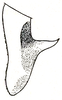 Orchelimum (Orchelimum) vulgare Harris, 1841: Pl. III, Fig. 37 (specimen from South Carolina). male left cercus, dorsal outline (previously Synonym Xiphidium glaberrimum). (Otu).