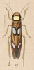 Habitus, dorsal view on Erythrogonia areolata (Signoret, 1854): (Observation).