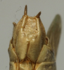 CollectionObject 1535150; cd6626cf-a7ef-4614-b542-32a814a3fae7: male subgenital plate (syntype). (CollectionObject).