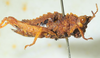 CollectionObject 1498694; d315aa8c-f889-46fa-b174-2a7894671064: female, lateral view. (CollectionObject).
