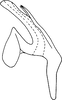 Aedeagus, lateral view: Aedeagus, lateral view. (Observation).