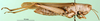CollectionObject 1501946; eb4d9a75-373d-48ce-9da8-20007c7ada09: female, lateral view (syntype). (CollectionObject).