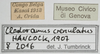 CollectionObject 1577239; 24341da9-fa97-4d82-9c84-52eaefbe6c89: labels. (CollectionObject).