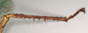 CollectionObject 1558764; NHMUK(SF IMPORT DUPLICATE) 845026, 14cbf547-37fc-464b-9a0f-319475a10c0f: copyright Natural History Museum, London. female: hind tibia of synonym Eurycnema magnifica (holotype). (CollectionObject).