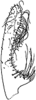 Subgenital plate: Subgenital plate (C. cinerea Dwor.). (Observation).