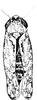 Habitus, dorsal view on Concavifer marmoratus Dlabola, 1960: Habitus (male paratype). (Observation).