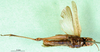 CollectionObject 1501378; 44ef95e3-f51f-41ec-a481-79255d03d035: female, ventral view (holotype). (CollectionObject).