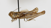 CollectionObject 1528779; 8db1dfe7-2def-47eb-9d84-d01999b68e5d: male, lateral view (holotype). (CollectionObject).