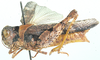 Homoeopternis crassiceps Uvarov, 1953: female, lateral view. (Otu).