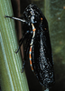 Habitus, dorsal view: U.S.A., Minnesota, Clay Co., 4 mi SEE of Glyndon, Bluestem Prairie. Photo: R. Rakitov. (Observation).