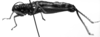 CollectionObject 1505066; 954483f9-48f1-4f17-b830-b52d091b5253, DORSA D017AF01: Image Carbonell, C.S. [mirror image]. female, lateral view (syntype). (CollectionObject).