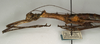 CollectionObject 1557788; NMW 944, f62a3f04-101c-42ce-a816-737dedccadb8: copyright NMW, Vienna. female: head and thorax, lateral view (syntype). (CollectionObject).