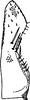 Subgenital plate: Subgenital plate (M. chimera Dwor.). (Observation).