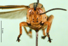 CollectionObject 1501193; e82e4aa1-6753-4f95-af71-29c2d316db52: male, frontal view (syntype). (CollectionObject).