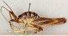 CollectionObject 1499237; 07d5c28e-d50d-45f3-8e0d-a8f79820afec: male, lateral view (holotype). (CollectionObject).