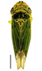Habitus, dorsal view: !! display not done !! on Bucephalogonia xanthophis (Berg, 1879): Specimen from Parque Nacional do Itatiaia, Southeastern Brazil, by C. M. F. Silva 2014. (Observation).