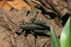 Ixalidium haematoscelis Gerstaecker, 1869: male (Taita Hills, Vuria forest, 1950 m). (Otu).