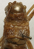 CollectionObject 1534985; 2f802408-bd8d-4f26-a249-374b737cfa54: male pronotum, dorsal view (lectotype of Uromenus foliaceus). (CollectionObject).