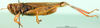 CollectionObject 1501941; a161c69f-912d-4df6-939b-fe370270a773: male, lateral view (paratype of Eyprepocnemis ibandana longipennis). (CollectionObject).