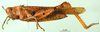 CollectionObject 1502297; 4a39f291-9565-463c-b4cc-9633f7dee0b5: female, lateral view (paralectotype). (CollectionObject).