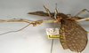 CollectionObject 1559881; NMW 756, cc8e3fc3-e01f-458a-a694-17cf8674a8cc: copyright NMW, Vienna. male, lateral view of synonym Monandroptera olivacea (lectotype). (CollectionObject).