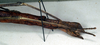 CollectionObject 1556949; NMW 75, afd5275d-2eac-4af4-8981-35733d0678a6: copyright NMW. female: end of abdomen, lateral view (holotype). (CollectionObject).