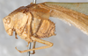 CollectionObject 1576499; NMW 5620, 825738e1-4dcc-45d6-ac1e-f10dec860c60: male, oblique lateral view (paralectotype). (CollectionObject).