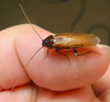 Parcoblatta americana (Scudder, 1900): Copyright Alan Jeon. Parcoblatta americana male, Chino Hills, California. (Otu).
