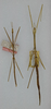 CollectionObject 1560701; 7a8cfdba-b74e-49e8-bb36-8e4a884ad677: copyright ANSP. male (holotype) and female (paratype). (CollectionObject).