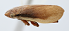 Habitus, lateral view: !! display not done !! on Philaenarcys killa Hamilton, 1979: (Observation).