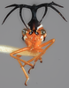 Head: !! display not done !! on Umbelligerus peruviensis Deitz, 1975: (Observation).