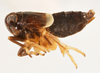 Habitus, lateral view: !! display not done !! on Pissonotus lactofascius Morgan & Beamer, 1949: (Observation).